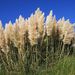 20081012_royalbotanicgardenskew_33